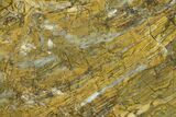 Strelley Pool Stromatolite Slab - Billion Years Old #130635-1